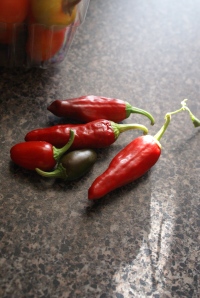 Handful of homegrown jalapenos and pepperoncini